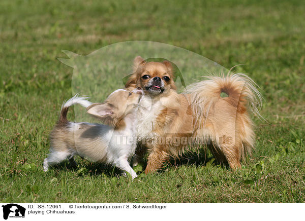 spielende Chihuahuas / playing Chihuahuas / SS-12061