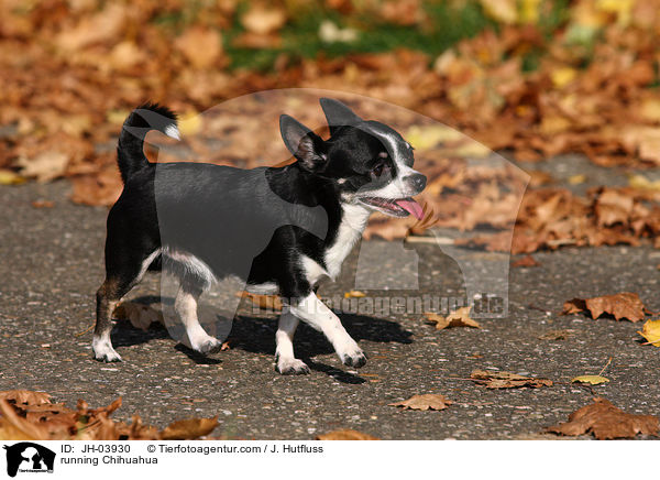 rennender Chihuahua / running Chihuahua / JH-03930