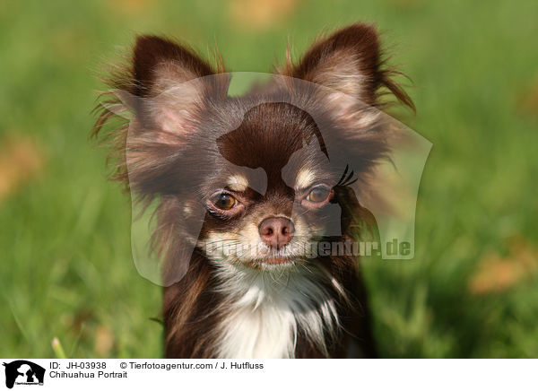 Chihuahua Portrait / Chihuahua Portrait / JH-03938
