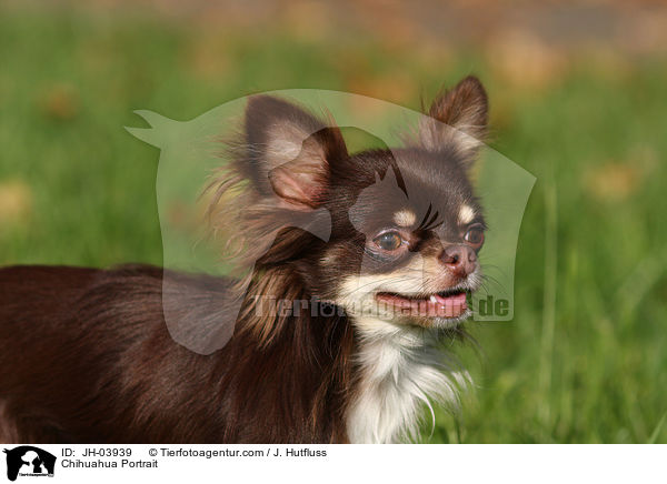 Chihuahua Portrait / Chihuahua Portrait / JH-03939