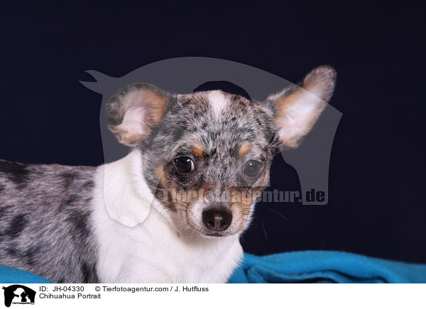 Chihuahua Portrait / Chihuahua Portrait / JH-04330