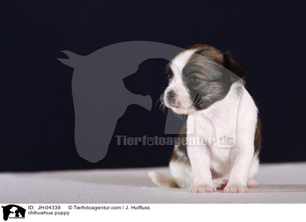 Chihuahua Welpe / chihuahua puppy / JH-04339