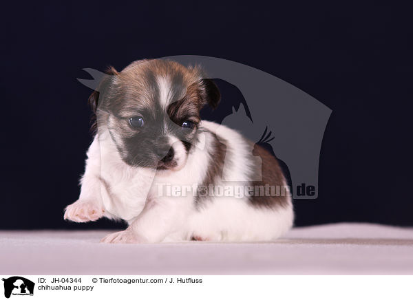 Chihuahua Welpe / chihuahua puppy / JH-04344