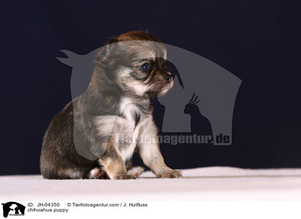 Chihuahua Welpe / chihuahua puppy / JH-04350