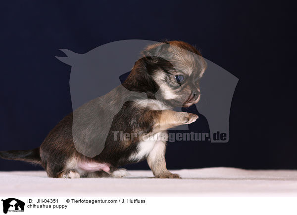 Chihuahua Welpe / chihuahua puppy / JH-04351
