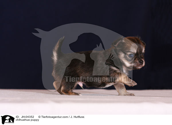 Chihuahua Welpe / chihuahua puppy / JH-04352