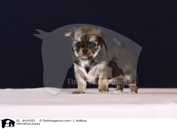 Chihuahua Welpe / chihuahua puppy / JH-04353