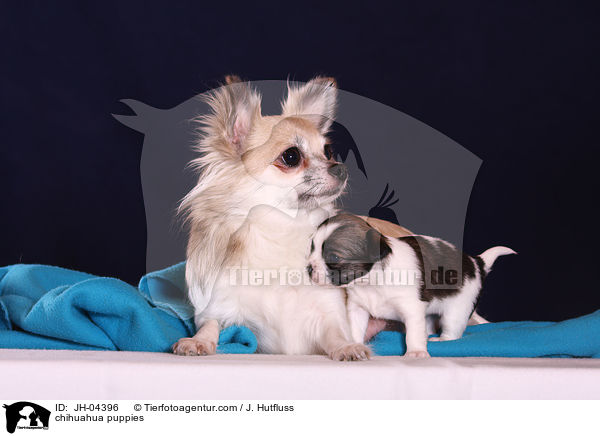 Chihuahua Welpen / chihuahua puppies / JH-04396
