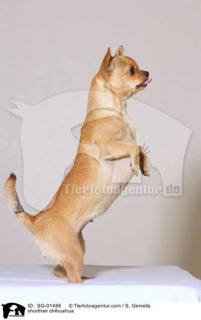 Kurzhaarchihuahua macht Mnnchen / shorthair chihuahua / SG-01486