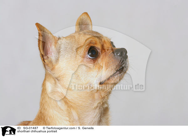 Kurzhaarchihuahua portrait / shorthair chihuahua portrait / SG-01487