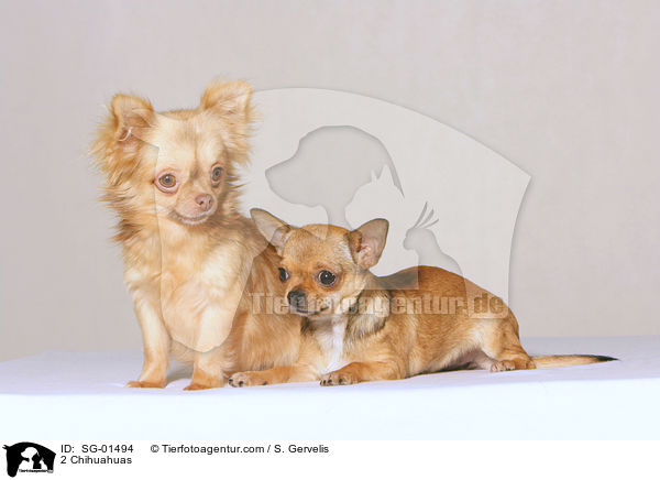 2 Chihuahuas / 2 Chihuahuas / SG-01494