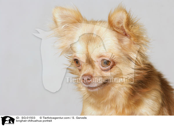 Langhaarchihuahua Portrait / longhair chihuahua portrait / SG-01503