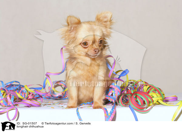 Langhaarchihuahua / longhair chihuahua / SG-01507