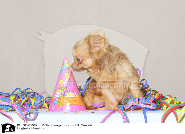 Langhaarchihuahua / longhair chihuahua / SG-01509