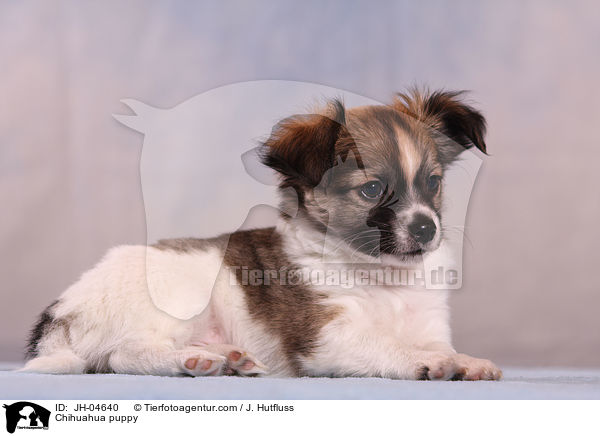 Chihuahua Welpe / Chihuahua puppy / JH-04640