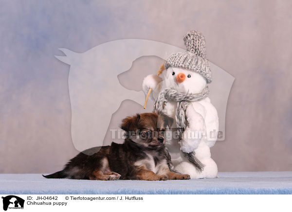 Chihuahua Welpe / Chihuahua puppy / JH-04642