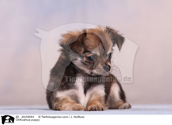 Chihuahua Welpe / Chihuahua puppy / JH-04644