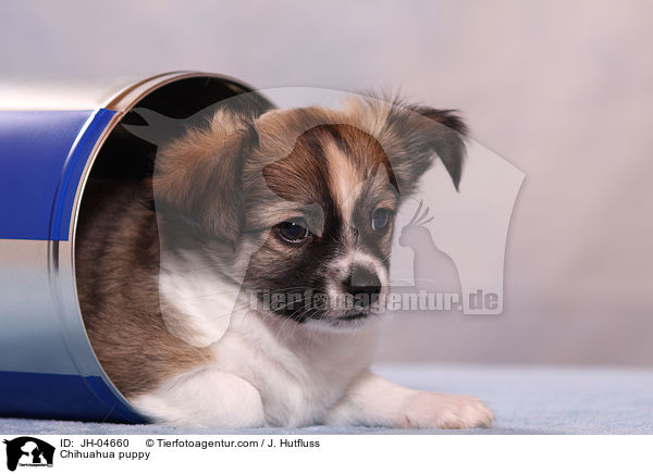 Chihuahua Welpe / Chihuahua puppy / JH-04660