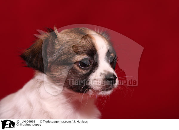 Chihuahua Welpe / Chihuahua puppy / JH-04663