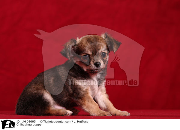 Chihuahua Welpe / Chihuahua puppy / JH-04665