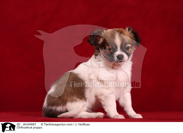 Chihuahua Welpe / Chihuahua puppy / JH-04667