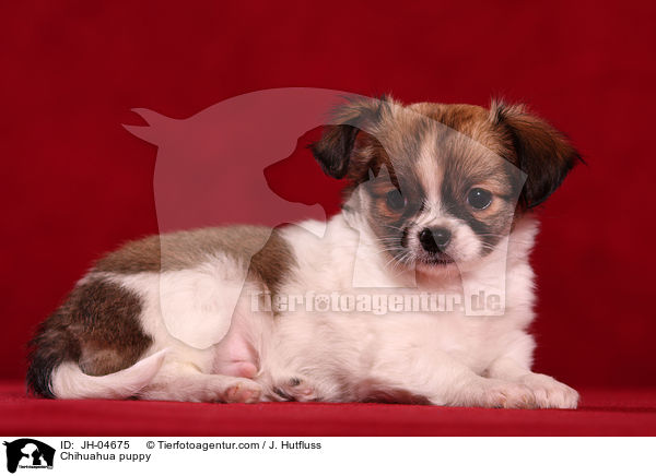 Chihuahua Welpe / Chihuahua puppy / JH-04675