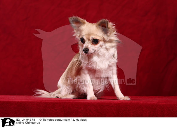 sitzender Chihuahua / sitting Chihuahua / JH-04678
