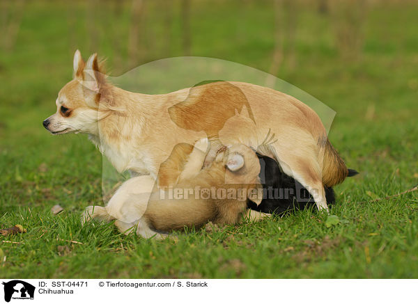 Chihuahua / Chihuahua / SST-04471