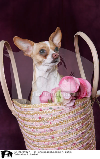 Chihuahua in basket / KL-01027
