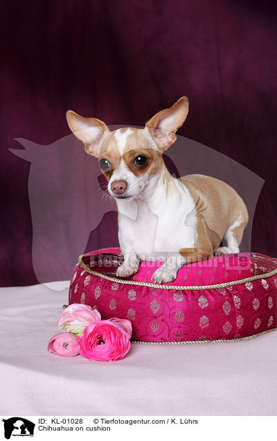 Chihuahua on cushion / KL-01028