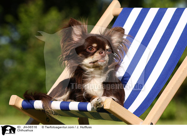 Chihuahua / Chihuahua / JH-06516