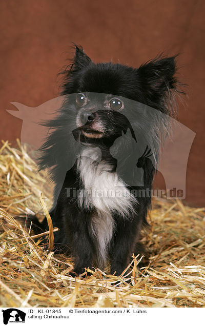 sitzender Chihuahua / sitting Chihuahua / KL-01845