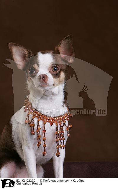 Chihuahua Portrait / Chihuahua Portrait / KL-02255