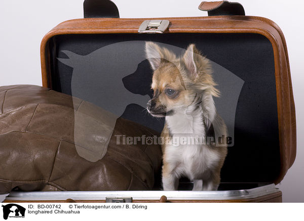 Langhaarchihuahua / longhaired Chihuahua / BD-00742