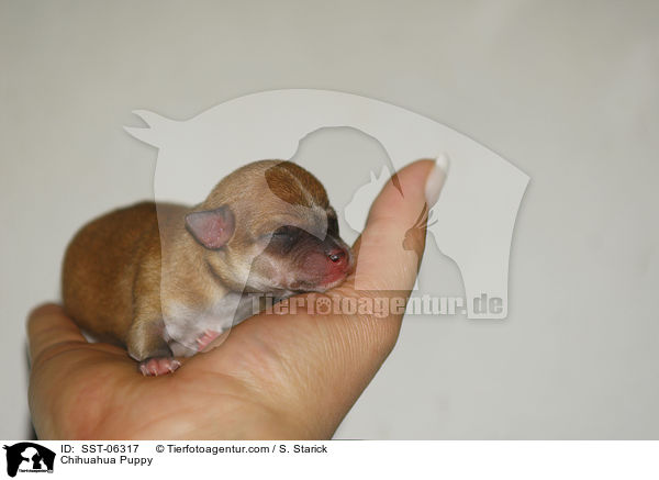 Chihuahua Welpe / Chihuahua Puppy / SST-06317