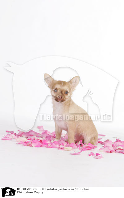 Chihuahua Puppy / KL-03685