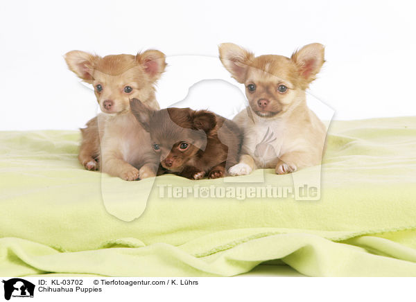 Chihuahua Puppies / KL-03702
