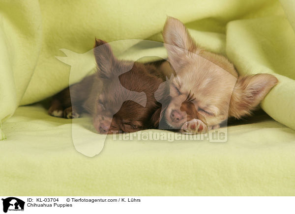 Chihuahua Welpen / Chihuahua Puppies / KL-03704