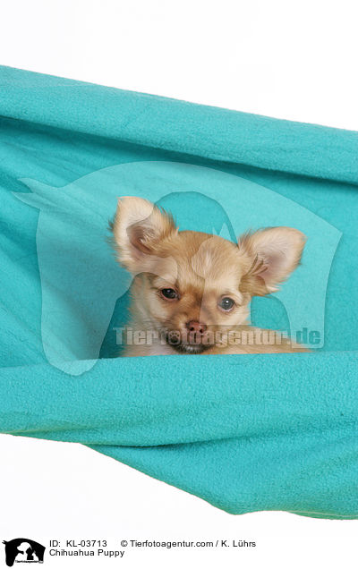 Chihuahua Welpe / Chihuahua Puppy / KL-03713