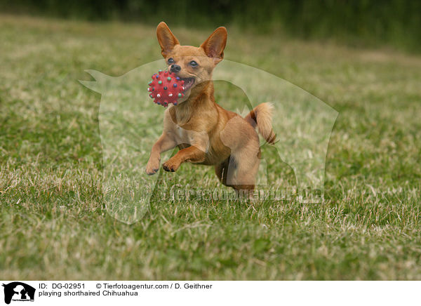 spielender Kurzhaarchihuahua / playing shorthaired Chihuahua / DG-02951