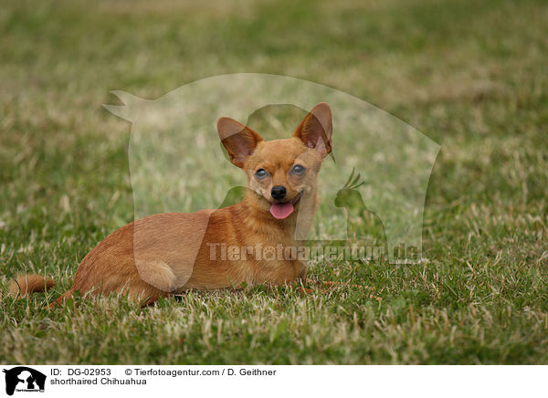 Kurzhaarchihuahua / shorthaired Chihuahua / DG-02953
