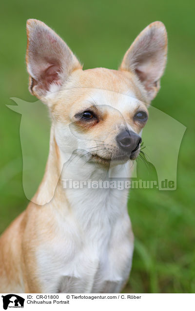 Chihuahua Portrait / Chihuahua Portrait / CR-01800