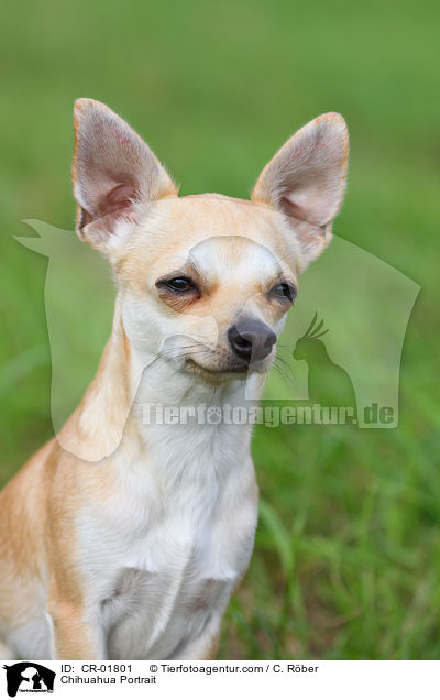 Chihuahua Portrait / Chihuahua Portrait / CR-01801