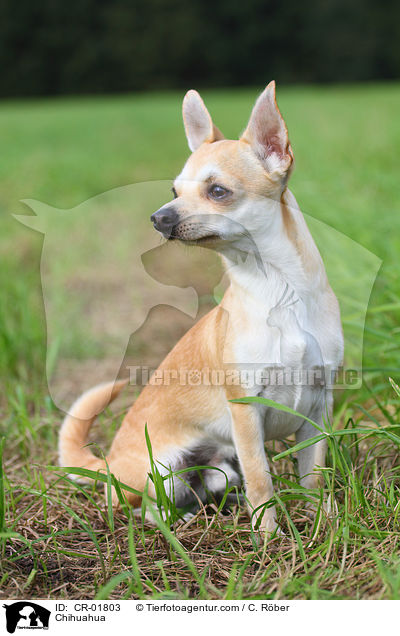 Chihuahua / Chihuahua / CR-01803