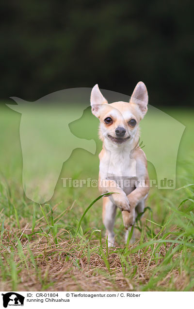 rennender Chihuahua / running Chihuahua / CR-01804