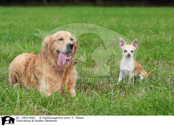 Chihuahua & Golden Retriever / Chihuahua & Golden Retriever / CR-01806
