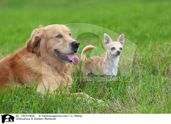 Chihuahua & Golden Retriever / Chihuahua & Golden Retriever / CR-01809
