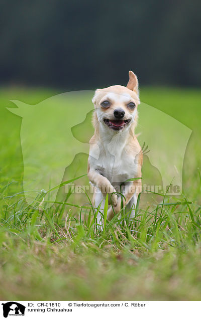 rennender Chihuahua / running Chihuahua / CR-01810