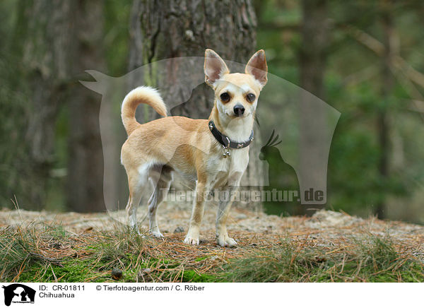 Chihuahua / Chihuahua / CR-01811