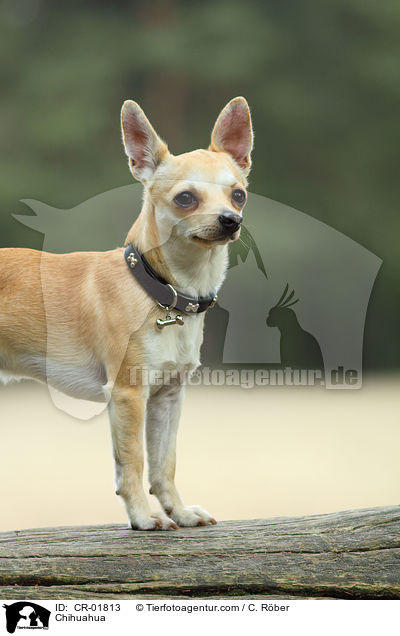 Chihuahua / Chihuahua / CR-01813